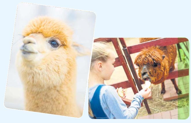 Lama und Alpaka